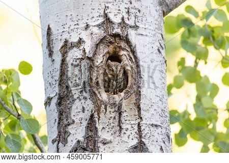 Flammulated Owl In Nest At Kelowna Bc Canada, June 2022