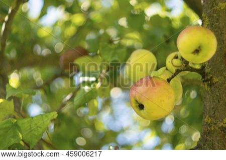Apple Tree With Ripe Apples In Autumn Garden