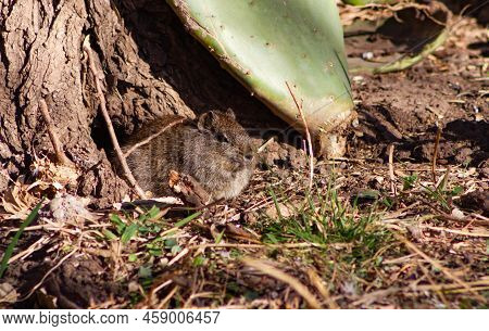 A Close Up Of A Microcavia Australis, A Rodent That Lives In South America