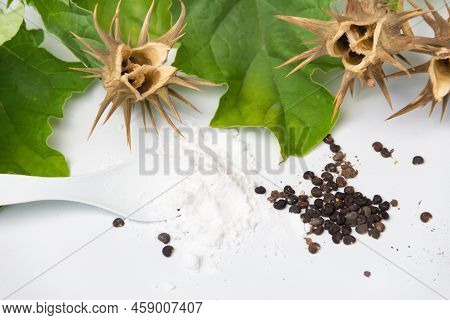 Composition With Seeds, Leaves, Capsules And Burundanga Powder