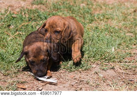 Portrait Of Two Puppies Of Segugio Maremmano Dog Playing In The Garden