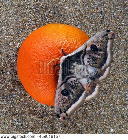 Real Giant Butterfly Silk Moth Saturnia Pyretorum From Taiwan On Orange. Saturniidae. Lepidoptera. I