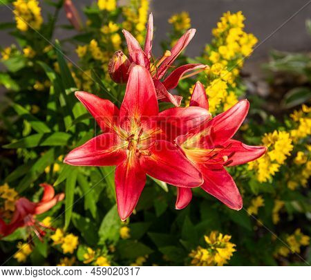 Flowers Of The Daurian Lily, Or Pennsylvania Lily (latin Lilium Pensylvanicum) With Beautiful Red Pe