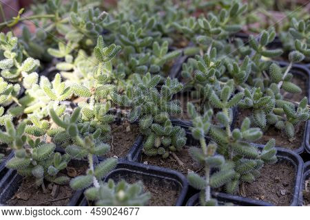 Delosperma Echinatum Seedlings In Small Pots In Greenhouse