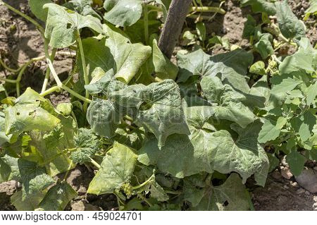 Curling Of Leaves Of White Flower Bottle Gourd Plants