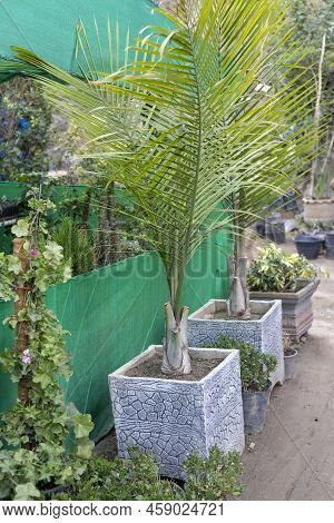 Dypsis Lutescens Areca Palm In Cement Pots
