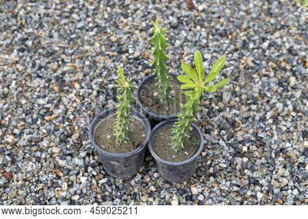 Green Euphorbia Cactus Growing In Small Pots In Plant Nursery