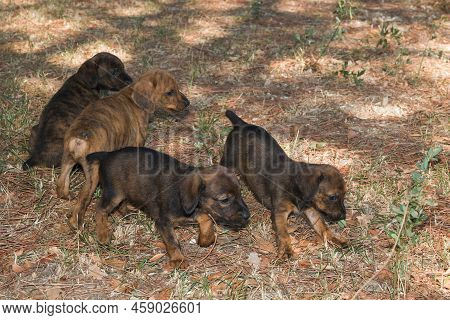 Portrait Of Adorable Puppies Of Segugio Maremmano Dog