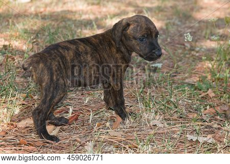 Portrait Of Sweet Little Dog In The Garden