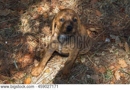 Portrait Of Sweet Puppy Of Segugio Maremmano Hunting Dog Sitting In The Garden
