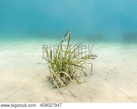 Seagrass At A Sandy Beach. Mediterranean Holiday Photo. Turquoise Blue Water In The Background