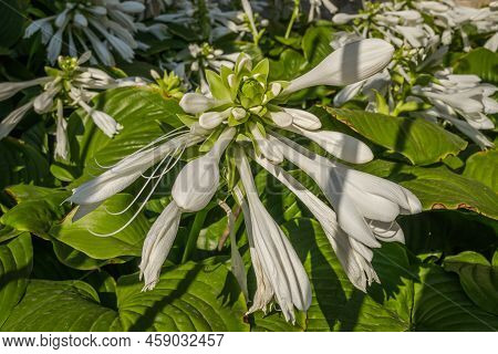 Hosta Capitata Plant