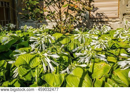 Hosta Capitata Plant