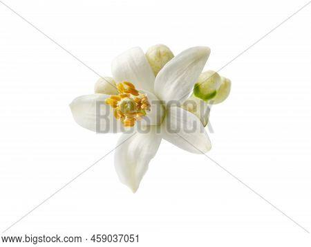 Orange Blossom Single White Flower And Buds Isolated On White. Neroli Citrus Bloom.