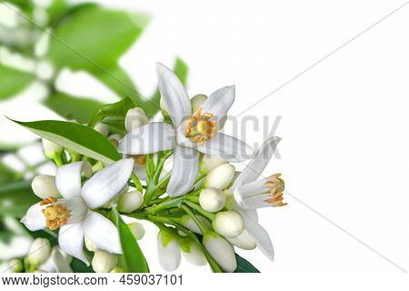 Orange Blossom Branch With Flowers, Buds And Leaves In The Corner Isolated On White. Neroli Citrus W