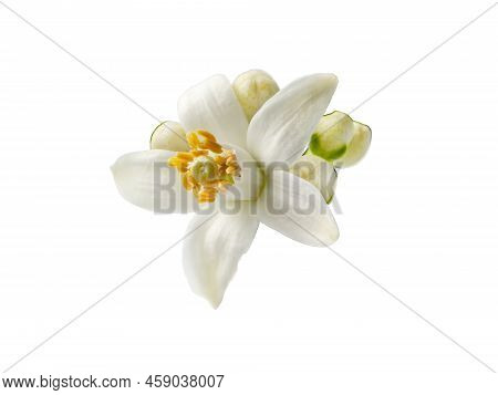 Orange Blossom Single White Flower And Buds Isolated Png. Neroli Citrus Bloom.