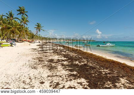 Dominican Republic Bavaro Punta Cana Provinces La Altagracia. Beach Full Of Sargassum Algae. Sargass