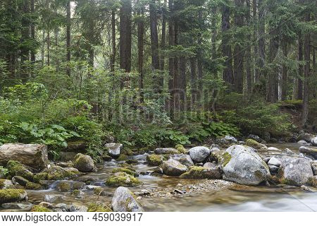 Fast River Flows In Coniferous Mountain Forest Among Mossy Stones. Tatras. Rackova Valley Landscape.
