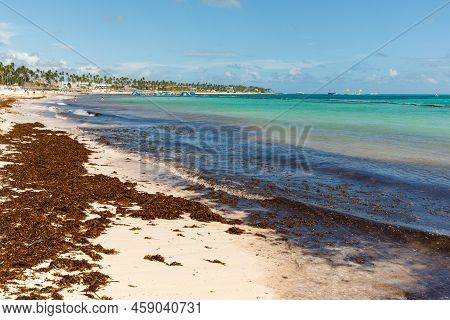 Beach Full Of Sargassum Algae. Sargassum Seaweeds Caribbean Ecological Problem.