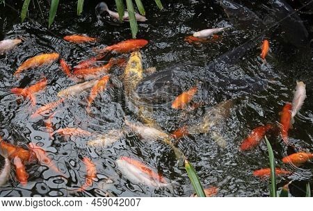 Koi Karp In A Pond, Busy During Feeding Time, Many Fish