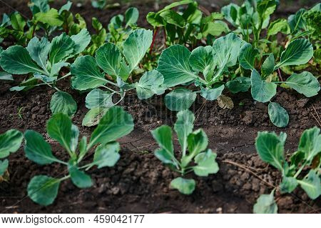 Close-up Of The Green Leaves Of A Young Cabbage Growing In An Open Field On Eco Farm. Agricultural B