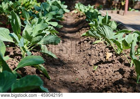 Growing Cabbage Whole Plant On Open Air Garden Bed. Cultivating Organic Vegetables On Ecological Far