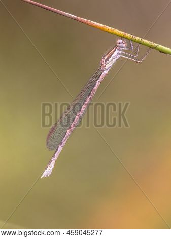 Common Winter Damselfly (sympecma Fusca) Perched On Twig Against Bright Green Background