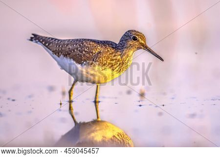 Green Sandpiper (tringa Ochropus) Is A Small Wader Shorebird Of The Old World. Bird Wading In Shallo
