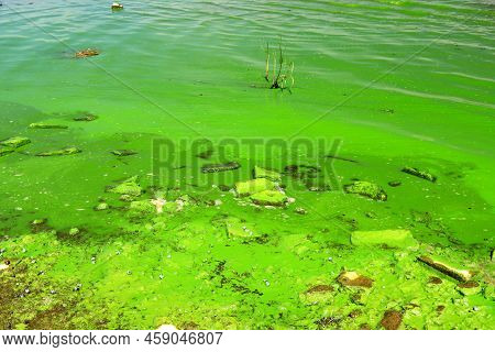 Dirty Green Waters, Wave With Algae, Problem Of Environmental Pollution. Toxic Decaying Algae In Riv
