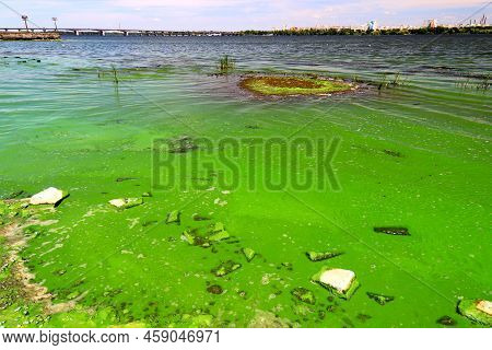 Dirty Green Waters, Wave With Algae, Problem Of Environmental Pollution. Toxic Decaying Algae In Riv