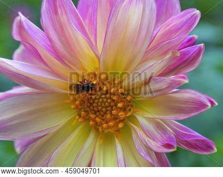 Macro Photography Of A Tetragonisca Angustula Black Bee On A Pink And Yellow Dahlia Flower, Captured