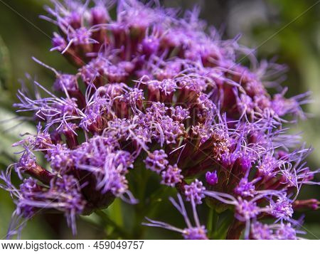 Macro Photography Of The Tiny Praire Ironweed Red Flowers, Captured In A Fied Near The Colonial Town