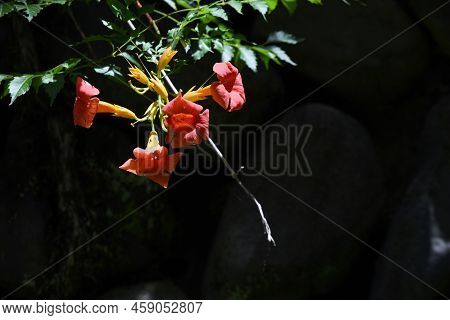 Trumpet Creeper Flowers. Bignoniaceae Deciduous Vine Shrub, Native To North America. Beautiful Orang