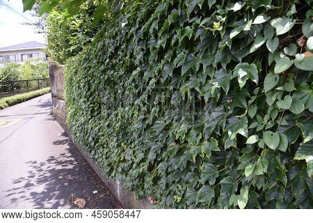 Ivy That Runs Along Walls And Tree Trunks. Vitaceae Deciduous Vine.
