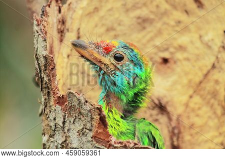 Juvenile Blue Throated Barbet (psilopogon Asiaticus) Inside The Nest, Summertime In Indian Rainfores