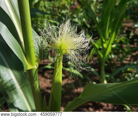 Close Up Of Corn Beard In Rural Fields And Farmland