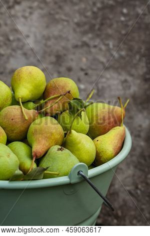Vertical Closeup Of Light Green Backet Full Of Freshly Harvested Pears. Selective Focus And Blurred 