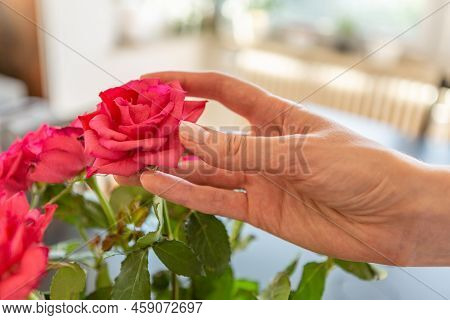 Woman Hand Pulling A Rose From The Vase