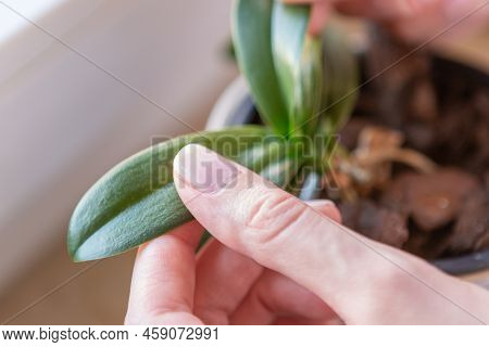 Woman Hand Checking A Leave Of A Baby Orchid