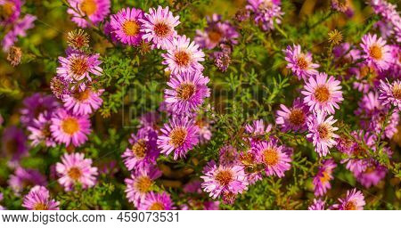 Daisy Calenduleae Flowers Floral Background. Flowering Nature Beauty