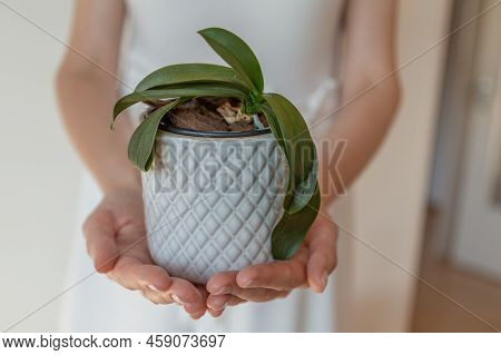 Woman Hands Holding A Pot With A Plant