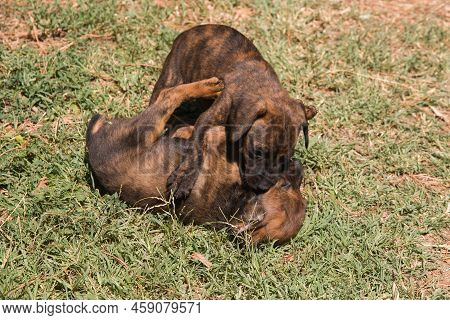 Funny Animals: Portrait Of Two Puppies Of Segugio Maremmano Playing In The Garden