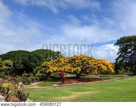 Yellow Flowers Bloom In Queen Kapiolani Garden, Oahu.  Opened In 1972, The Garden And Adjacent Park 