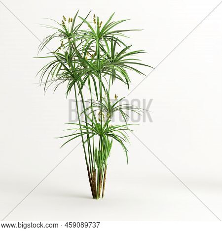 3d Illustration Of Cyperus Alternifolius Isolated On White Background