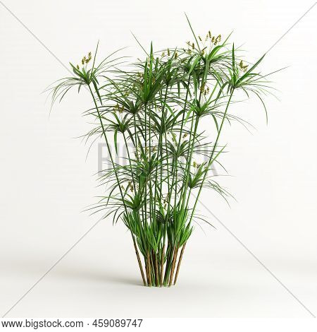 3d Illustration Of Cyperus Alternifolius Isolated On White Background