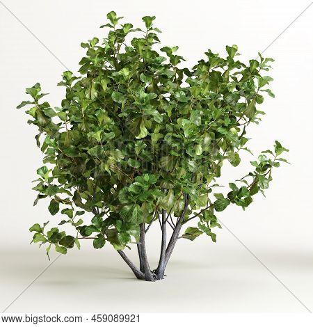 3d Illustration Of Ficus Tree Isolated On White Background
