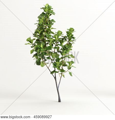 3d Illustration Of Ficus Tree Isolated On White Background