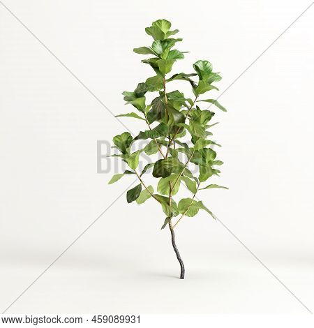 3d Illustration Of Ficus Tree Isolated On White Background