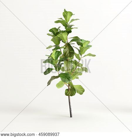 3d Illustration Of Ficus Tree Isolated On White Background