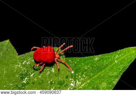 A Close Up Of A Red Velvet Mite Foraging On A Green Leaf In Connecticut.
